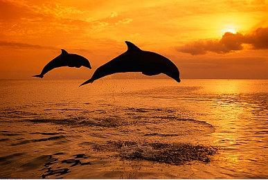 《黄金眼007 》1月27日登陆NS 支持在线模式